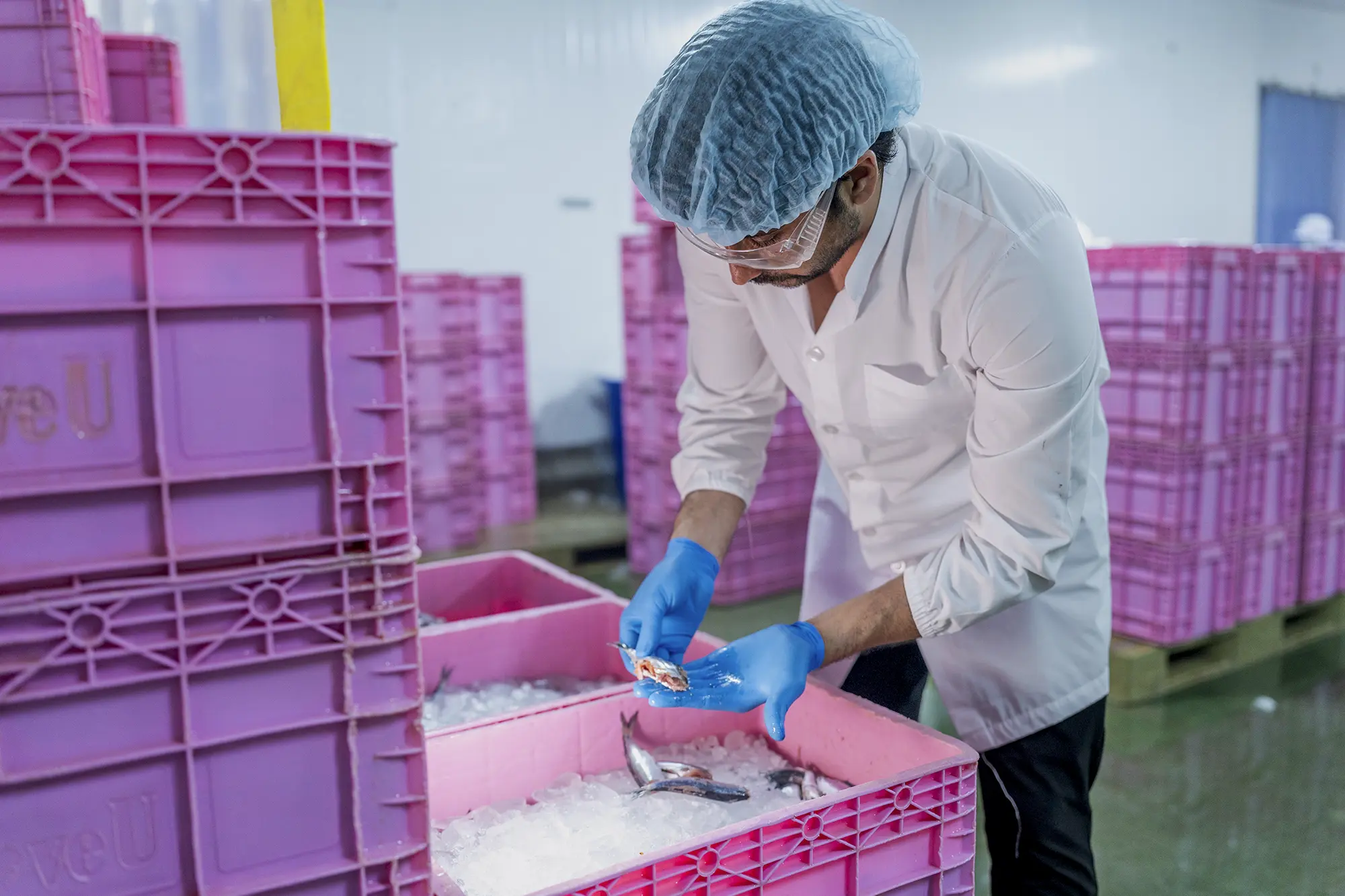 Scientist inspecting pharmaceutical cold chain product samples