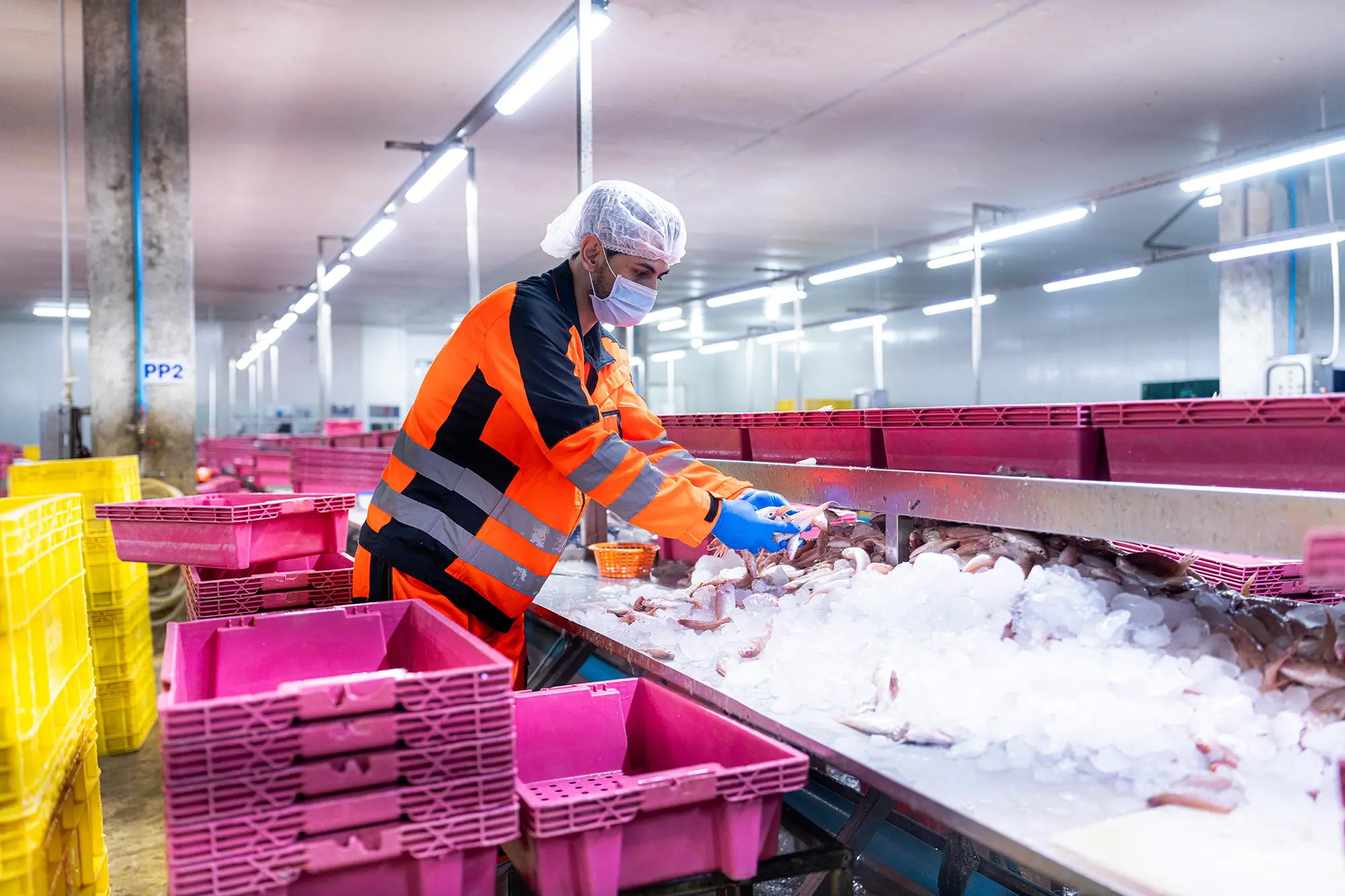 Port cold chain workers transferring fresh fish and seafood for refrigerated distribution